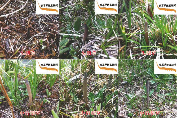 �^�ڶ��x�Ĳ�,�^���x��,�^�ڶ��x�Ĳ݈DƬ,�^���x�݈DƬ