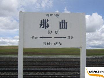 ���x�Ĳݮa��,�x�ݵĮa�������������θ߶�4513��