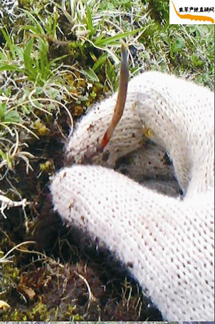 �����������ڌ����x�Ĳݏ�������ȡ��